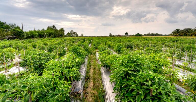 organic agricultural supplies