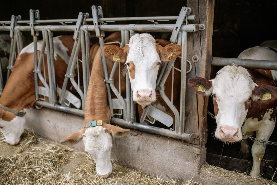supplier of livestock feed