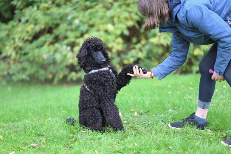 犬のしつけ教室