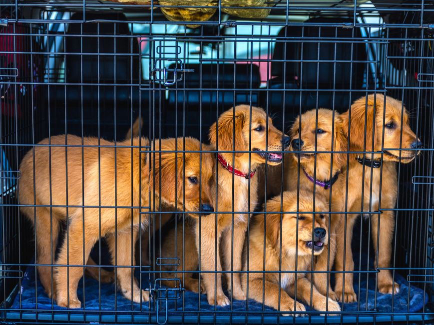 criador cachorros cerca