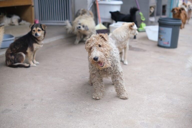 犬の保育園